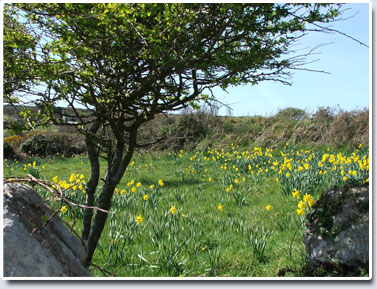 Photo from The Friends of Minack Society website, where you can learn more about Minack.  